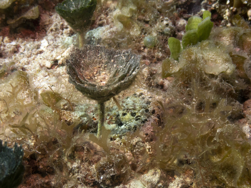 Penicillus pyriformis observed 2019-08-23