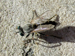 Laphystia