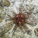 Magnificent Urchin - Photo (c) Neil DeMaster, some rights reserved (CC BY-NC), uploaded by Neil DeMaster