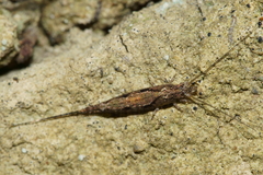 Nesomachilis