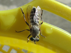 Laphystia