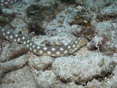 Myrichthys breviceps