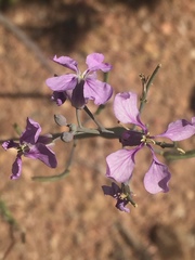 Hesperidanthus linearifolius