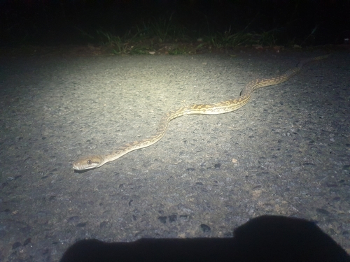 Australian Scrub Python sighting