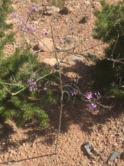 Hesperidanthus linearifolius
