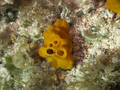 Siphonodictyon coralliphagum