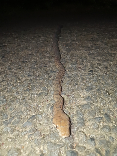 Australian Scrub Python sighting