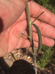 Hesperidanthus linearifolius