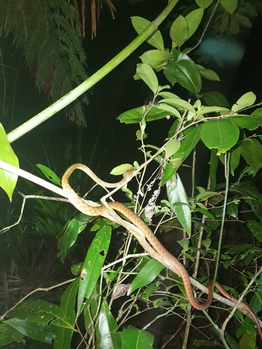 Brown Tree Snake sighting