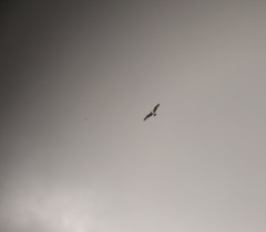 Pandion haliaetus