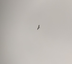 Pandion haliaetus