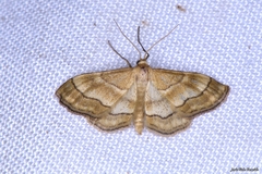 Idaea circuitaria