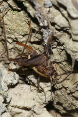 Pleioplectron hudsoni