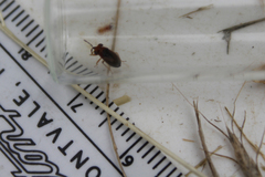 Isthmocoris imperialis