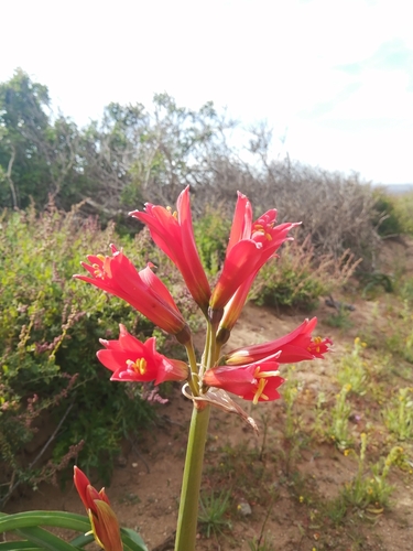 Zephyranthes phycelloides, photograph 1