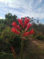 Nutri Gabi Barrera, CC0, iNaturalist via GBIF Zephyranthes phycelloides, photograph Nutri Gabi Barrera, CC0, iNaturalist via GBIF