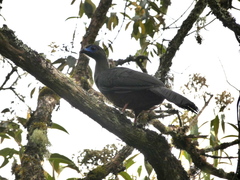 Chamaepetes goudotii