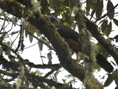 Chamaepetes goudotii