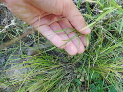 Sporobolus vaginiflorus