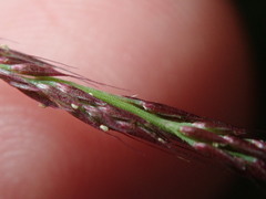 Sporobolus vaginiflorus