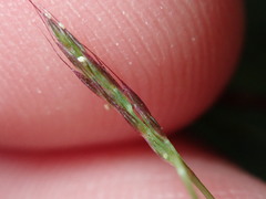 Sporobolus vaginiflorus