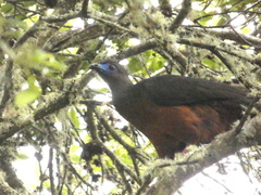 Chamaepetes goudotii