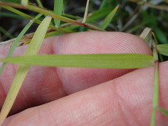 Sporobolus vaginiflorus