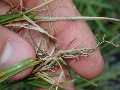 Sporobolus vaginiflorus