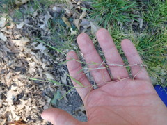 Sporobolus vaginiflorus