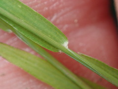 Sporobolus vaginiflorus