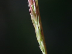 Sporobolus vaginiflorus