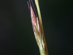 Sporobolus vaginiflorus