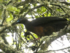 Chamaepetes goudotii