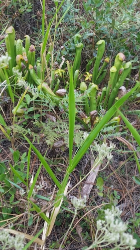 Sarracenia minor