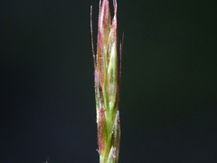 Sporobolus vaginiflorus