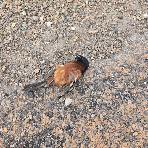 Orchard Oriole
