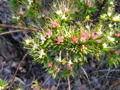 Darwinia