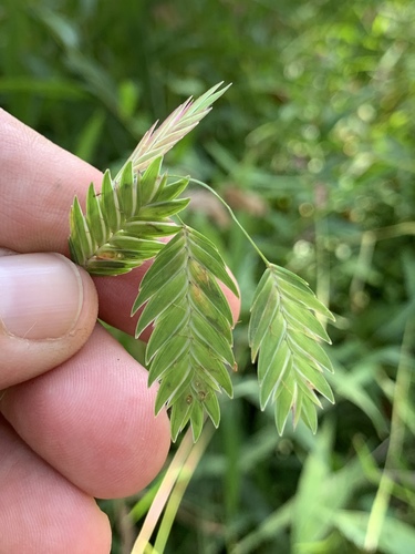 Petit Chasmanthium 2