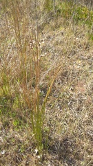 Androtrichum trigynum