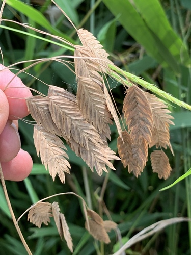 Petit Chasmanthium 3
