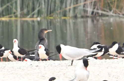 iNaturalist observation photo of Neotropic Cormorant