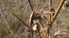 Androtrichum trigynum