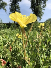 Oenothera organensis