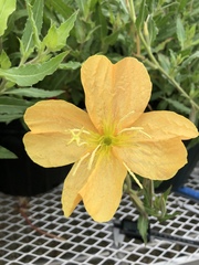 Oenothera organensis