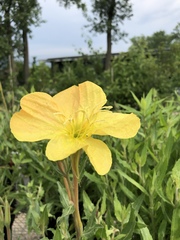 Oenothera organensis