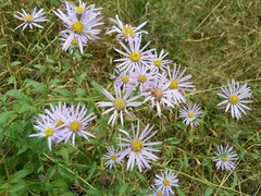 Aster amellus bessarabicus