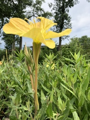 Oenothera organensis
