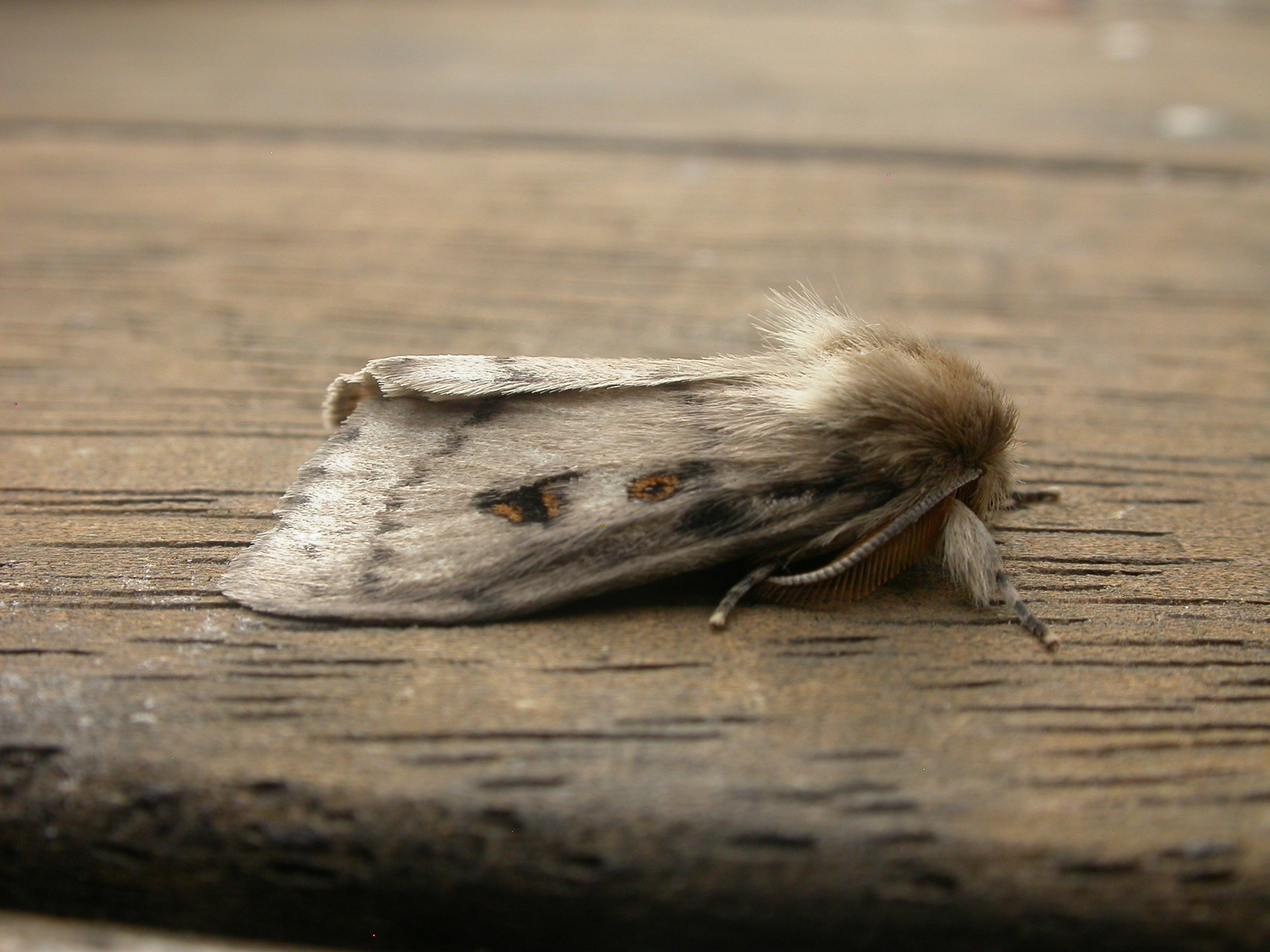File:White Cedar Moth (5482051484).jpg - Wikimedia Commons