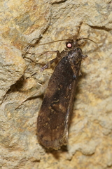 Atomotricha isogama