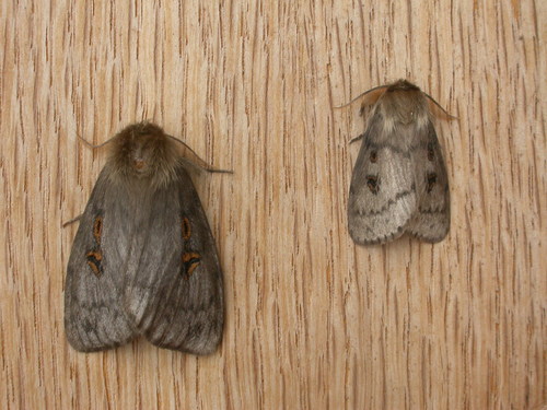 White Cedar Moth (Leptocneria reducta) · iNaturalist Australia